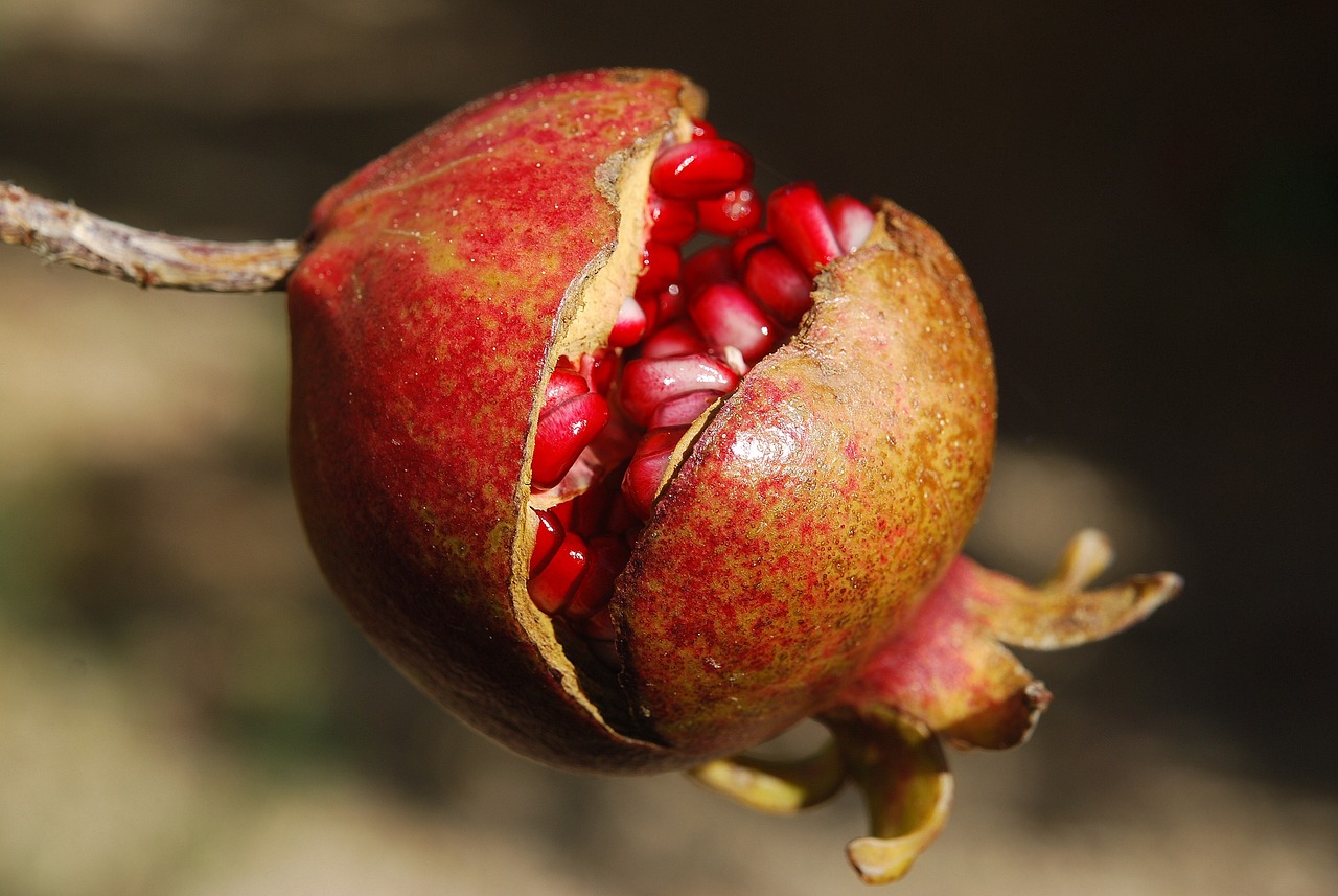 Creating and Maintaining an Organic Orchard